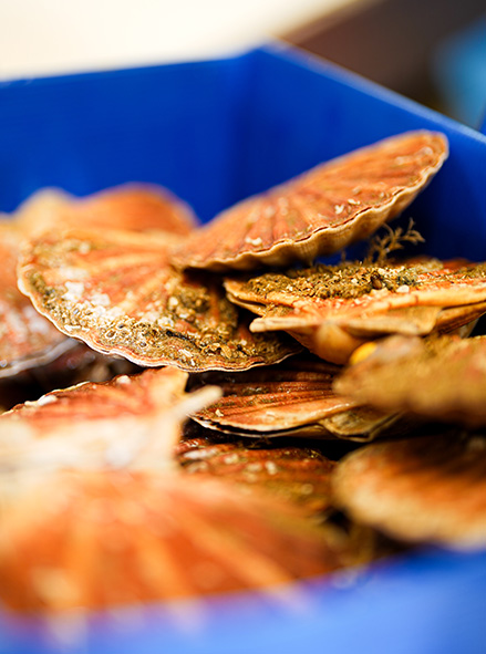 coquille saint jaques