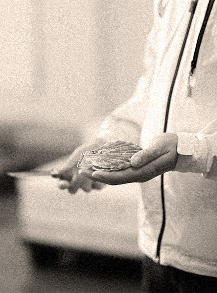 coquille saint jaques