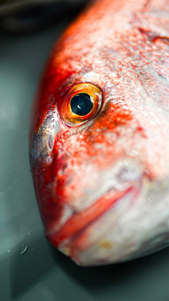poisson sauvage petit bateau - poisson rungis